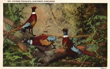 Vtg Postcard Chinese Pheasants a Northwest Game Bird Unposted picture