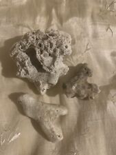 Three Pieces Of Fossilized Coral picture