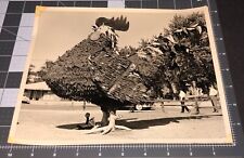 1950s University of Kansas KS Jayhawk Rooster Chicken Mascot Vintage 8x10 PHOTO picture