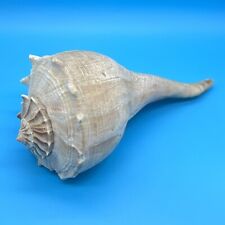 Large Natural Marine Shell 9” Giant Sea Clam Conch Coastal Beach Ocean Decor VTG picture