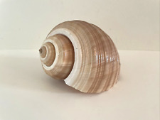 Giant Tun Sea Snail Shell, Tonna galea, 8
