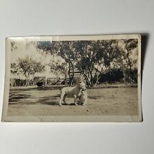 1920s PIT BULL DOG Playing w KITTEN cat vintage Snapshot Photo in Yard Outdoors picture