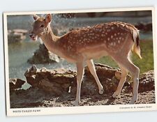 Postcard White-Tailed Fawn picture