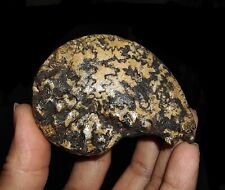 AMAZING AMMONITE CLADISCITES TRIASSIC FOSSIL FROM TIMOR, INDONESIA 65MM picture