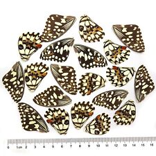 GIFT 20 pcs  REAL BUTTERFLY wing material  DIY artwork jewelry  #72_B picture