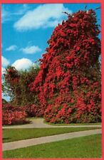 Vintage Cypress Gardens FL-Florida, Colorful Bougainvillea Postcard picture