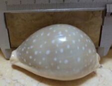 Cypraea camelopardalis 69 mm F++++ Gem stunning red sea natural glossy 876 picture