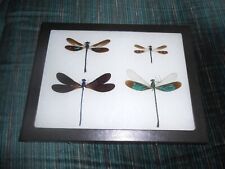 4 different real framed dragonflies in 6x8 riker mount    #16 picture