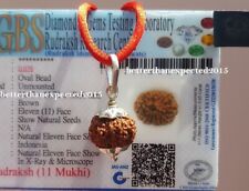 11 Mukhi Rudraksha / Eleven Face Rudraksh Java Bead Lab Certified Size 14-16 mm picture
