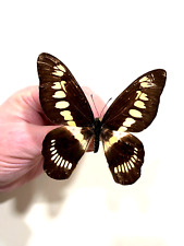 Insect Butterfly Papilionidae Graphium latreillianus theorini-Rare Female No. 3 picture