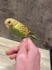 Vintage Motion Activated Chirping Singing Plastic Parakeet works picture