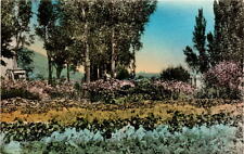 Vintage postcard of Flower Garden near Schoer's Ranch picture