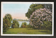 FLORIDA FL An Oleander in Bloom ca 1920s Postcard picture