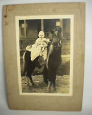 1920s 1930s Antique Original Photograph Baby Pony Horse Cambridge Mass 30s 20s picture