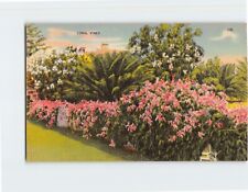 Postcard Coral Vines Florida USA picture