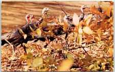 Postcard - Wild Turkeys picture
