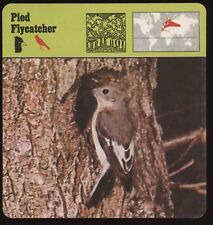 Pied Flycatcher  Safari Cards Rencontre Birds picture