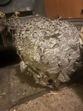 Hornets Paper Wasp Hive Nest  (Huge) picture