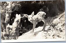 Hello Dear RPPC baby deer fawn posted Eugene Oregon 1940 Washington Irving stamp picture