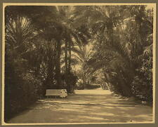 Photo:Biskra,Algeria,Garden of Allah,palm trees,1860-1900 picture