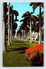 Postcard Florida Fl Royal Palm Trees 1960s Unposted Chrome  picture