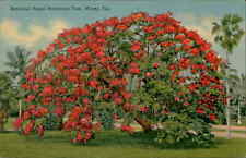 Postcard: Beautiful Royal Poinciana Tree, Miami, Fla. picture