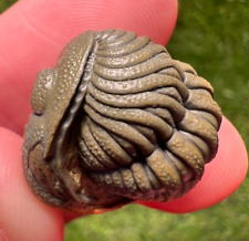 Detailed Rolled/Enrolled Trilobite Moroccops Fossil picture