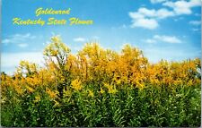 Goldenrod Kentucky State Flower KENTUCKY CHROME POSTCARD B9 picture