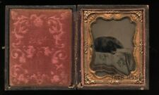 Hand Tinted Antique Ambrotype Photo Cute (Sleeping?) Dog - Circa 1860 picture