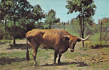1964 TX Longview Famous Texas Longhorn Steer Bull Cow postcard A15 picture