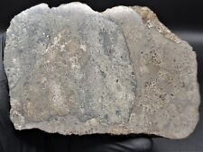 JIKHARRA 001 (382g) Polished Meteorite End Cut Eucrite Melt Breccia IMCA SELLERS picture