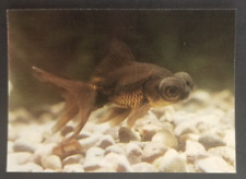 Black Moor Goldfish 1990's Tropical Fish Card #24 (NM) picture