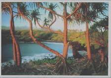 Late Afternoon Light Filters Through The Lauhala Forest of Waianapanapa Postcard picture