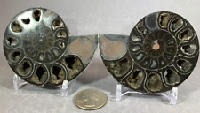 AMMONITE MATCHED PAIR PROFESSIONALLY SPLIT - BLACK - MOTHER OF PEARL BACK picture