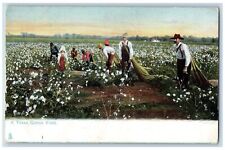 Dallas Texas TX Postcard A Texas Cotton Field And Farmers c1905's Tuck Antique picture