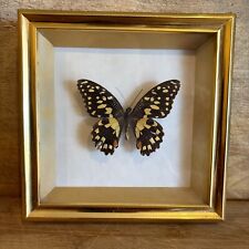 VINTAGE FRAMED BUTTERFLY PAPILIO DEMOTEUS TAXIDERMY picture
