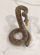 Real Rattle Snake Taxidermy Mount Coiled Made With Mouth Open picture