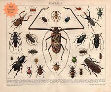 Exotic Beetles Antique Print  Insects Entomology Coleopterology Bugs Wall Art picture