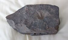 430g Jurassic Natural ammonite Trachyceras specimen on rock picture