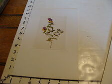 Vintage Flower Post Card mounted on board: Melampyrum nemarasum Blauer Wac.. picture
