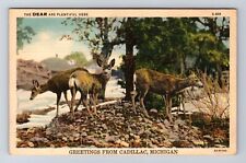 Cadillac MI-Michigan, General Greetings, Small Herd Dear, Vintage Postcard picture