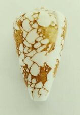 Hawaii's Penniform Conus 1.75in-Rare Golden Tapa Design(a)-COLLECTIBLE-SCARCE picture