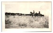 Old Photograph Two Cowboy's Herding Cattle picture
