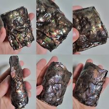 Stunning Rare Colorful Baculite Ammonite Ammolite Gem Fossil Shell Chunk Canada  picture