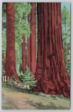 Kings Canyon National Park California North Grove Giant Tree 1943 Linen Postcard picture