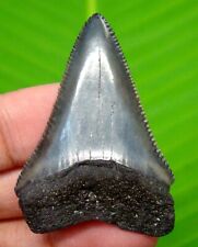 GREAT WHITE SHARK TOOTH - 1.87 INCHES - REAL FOSSIL - NO REPAIRS - SHARK TEETH picture
