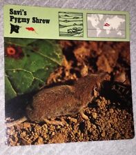 VINTAGE SAFARI ANIMAL CARD - Savi’s Pygmy Shrew - 1975-1976  PRINTED IN JAPAN picture