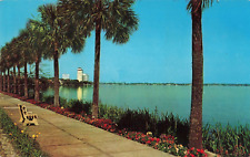 Jacksonville FL Florida, Palms on Shores of St. Johns River, Vintage Postcard picture