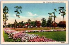 Vtg Petunias In Bloom In Florida FL Flower Garden Landscape 1940s View Postcard picture