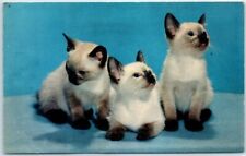 Postcard - Three Siamese Kittens picture